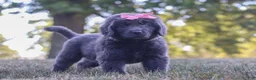Newfoundland dogs for sale: Barbie - Ad 7