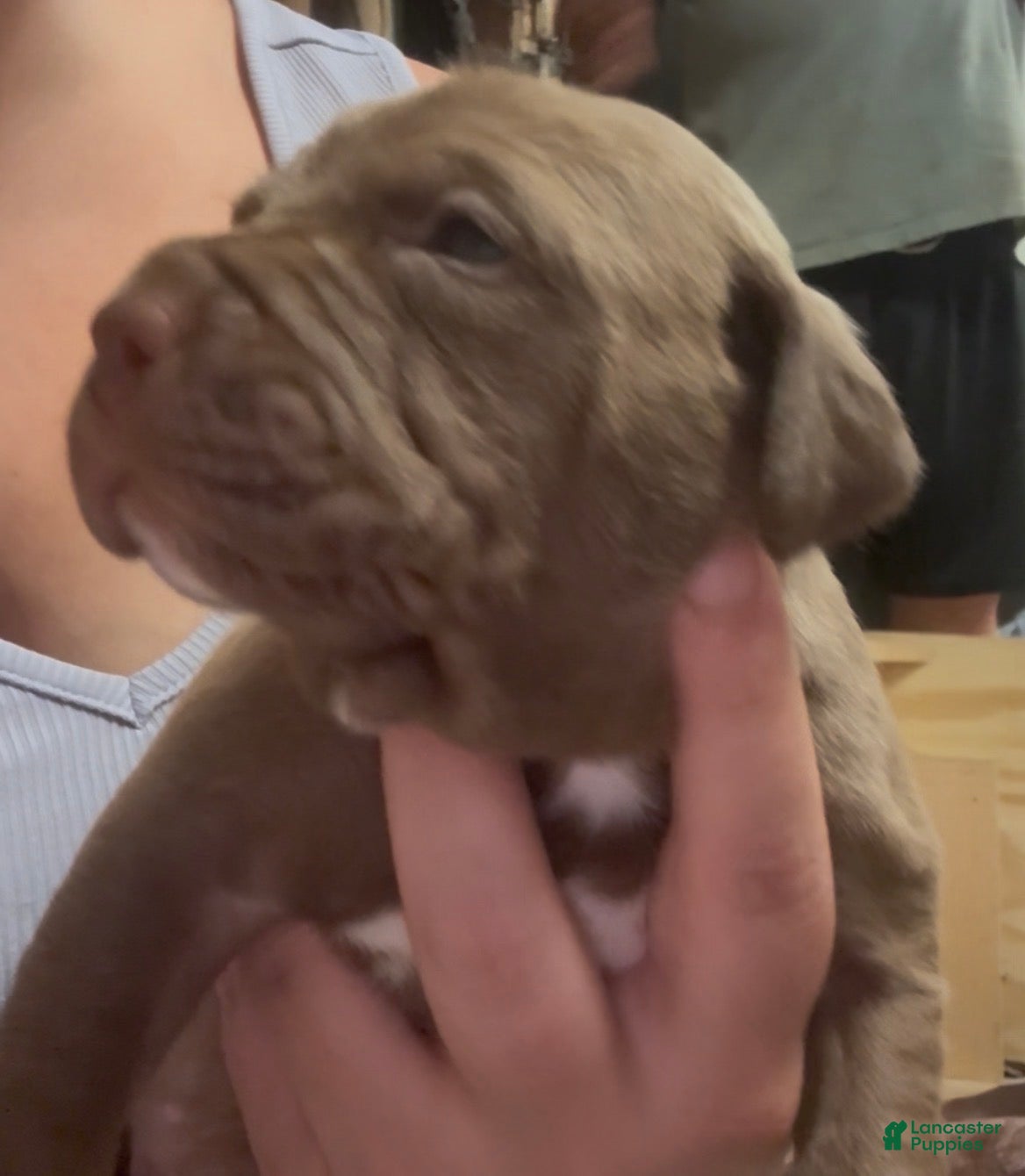 American Pit Bull Terrier dogs Phoenix - Ad 16