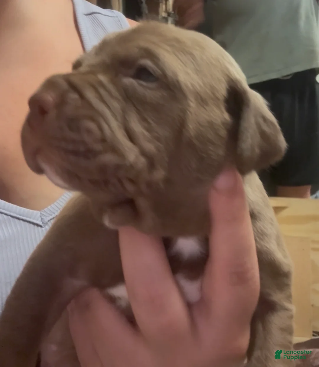 American Pit Bull Terrier dogs for sale: Phoenix - Ad 1