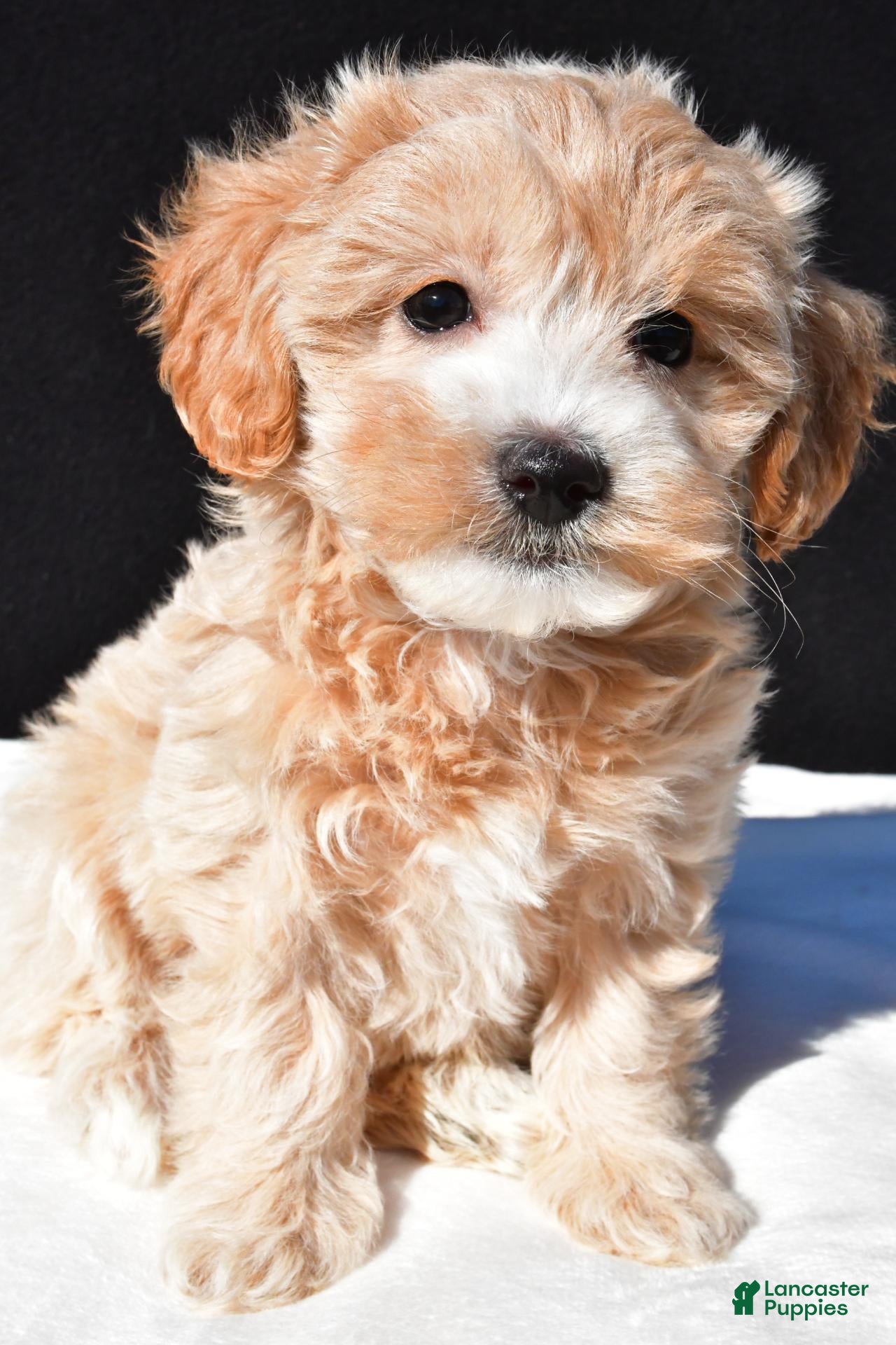Maltipoo dogs for sale: Allie - Ad 1