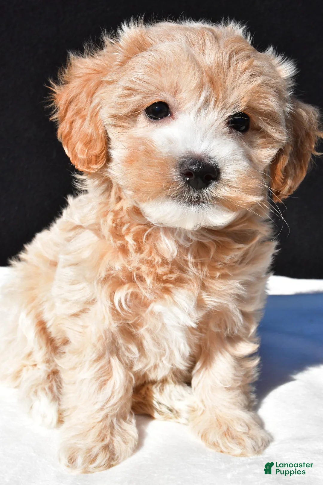 Maltipoo dogs for sale: Allie - Ad 1