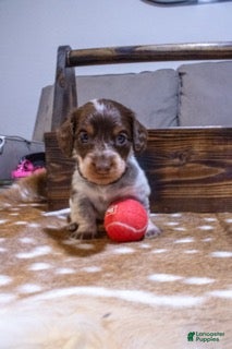 Miniature Dachshund dogs Miniature Dachshund Black - Ad 1