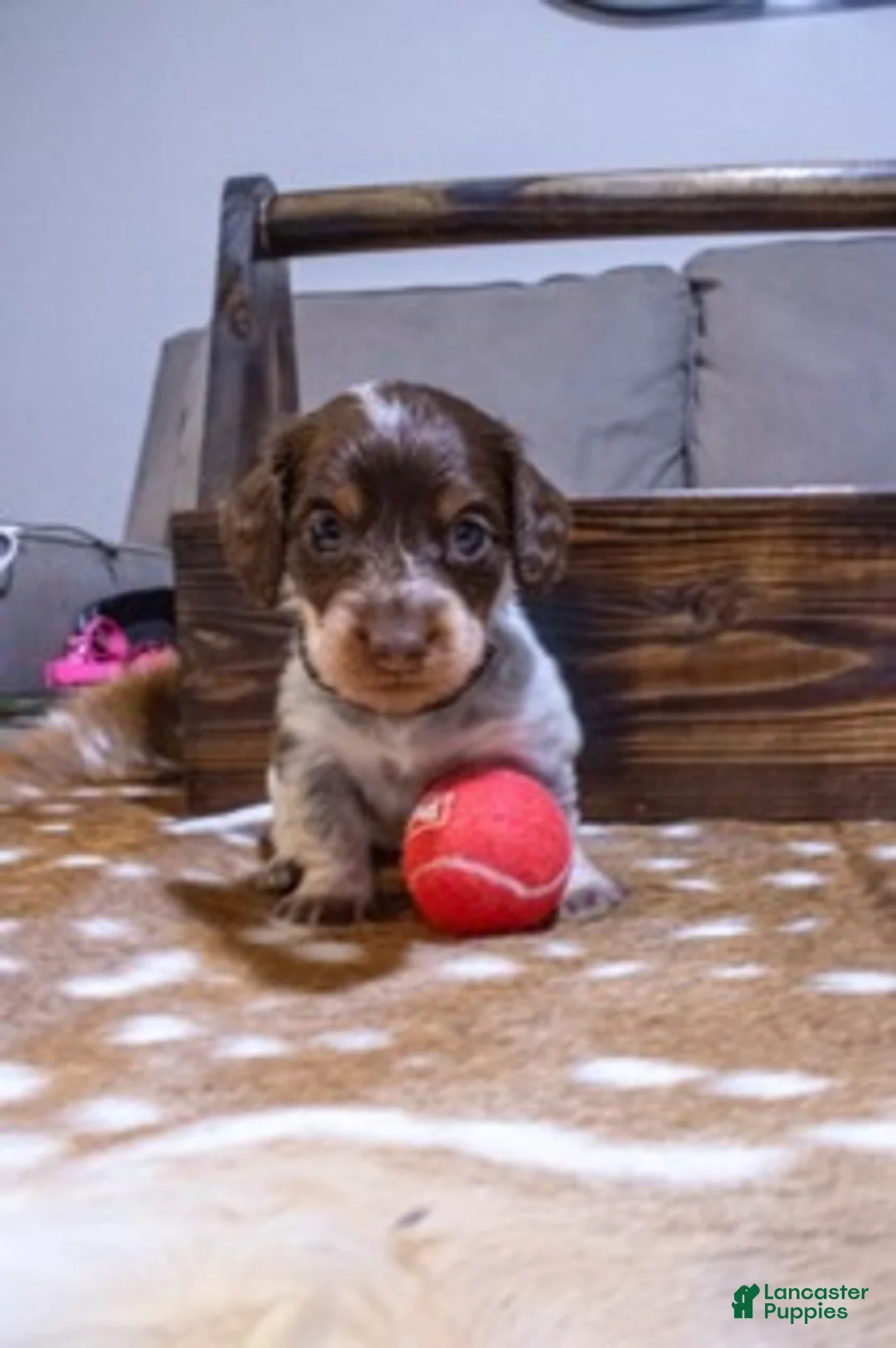 Miniature Dachshund dogs for sale: Miniature Dachshund Black - Ad 1