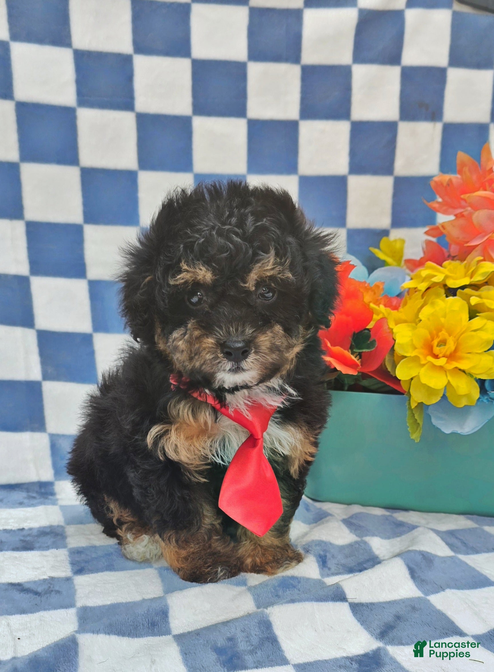 Yorkiepoo dogs Henry - Ad 21
