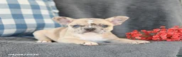 French Bulldog dogs for sale: Fancy - Ad 4