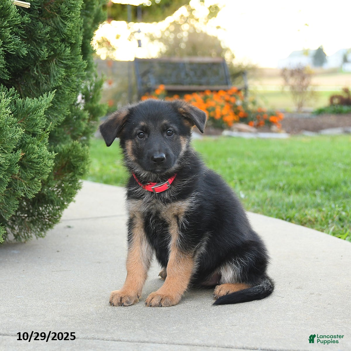 Australian Cattle Dog Puppies for sale Lancaster Puppies