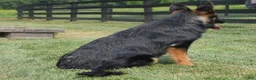 German Shepherd dogs for sale: Diamond - Ad 3