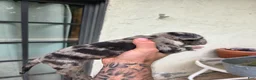 American Bully dogs for sale: American Bully 9 - Ad 18