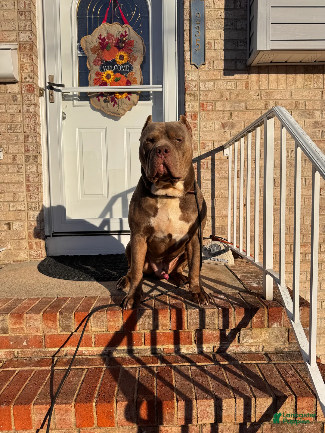 American Bully dogs for stud: ZPB BIG BANKS - Ad 5
