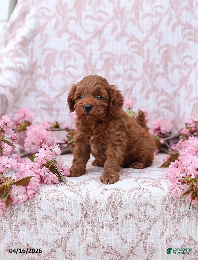 Mini Goldendoodle dogs Carter - Ad 2