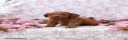 Mini Goldendoodle dogs for sale: Carter - Ad 2