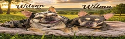 French Bulldog dogs for sale: Led Zepplin - Ad 2