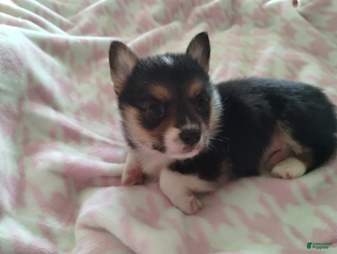 Welsh Corgi Pembroke dogs for sale: Welsh Corgi Pembroke Puppy 2 - Ad 3