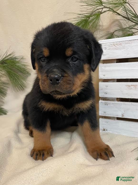 Rottweiler dogs Mr Black - Ad 20