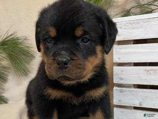 Rottweiler dogs Mr Black - Ad 3