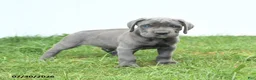 Cane Corso dogs for sale: Rodeo - Ad 12