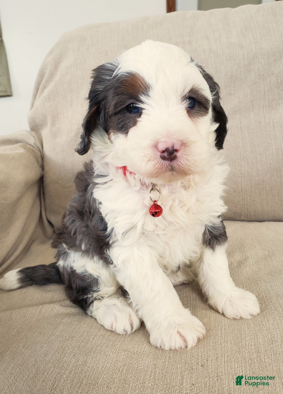 Mini Bernedoodle dogs for sale: Duke - Ad 5