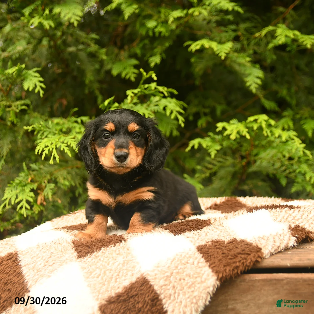 Miniature Dachshund dogs for sale: Gretel - Ad 1