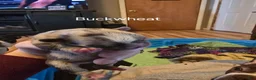 Frenchton dogs for sale: Frenchton 1 - Ad 1