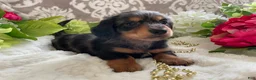 Miniature Dachshund dogs for sale: Kade - Ad 5