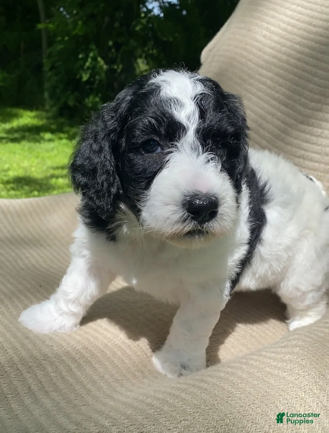 Mixed Breed dogs for sale: Strudel - Ad 1