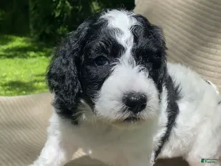 Mixed Breed dogs for sale: Strudel - Ad 1