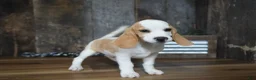 Beagle dogs for sale: Walker - Ad 9
