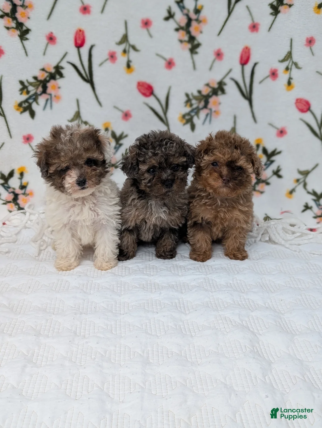 Toy Poodle dogs for sale: Galaxy  - Ad 8