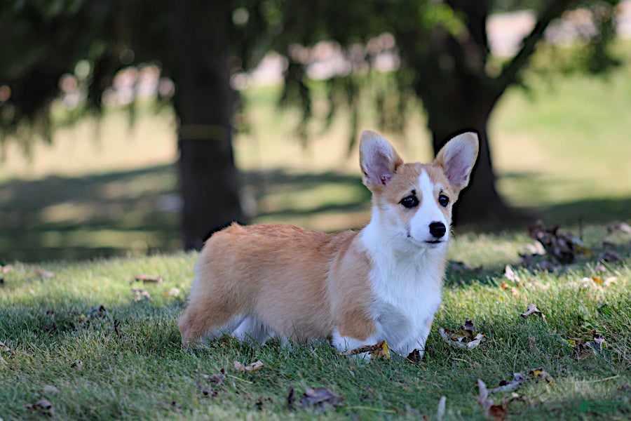 Pembroke Welsh Corgi Corgi Pomeranian Mix Price Brittany Pembroke