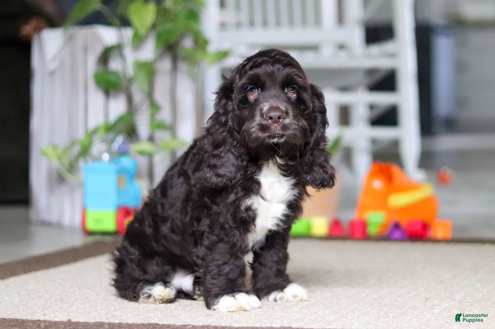 Cocker Spaniel dogs Oscar - Ad 1