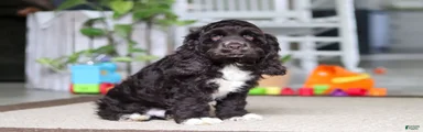 Oscar