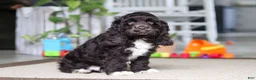 Cocker Spaniel dogs for sale: Oscar - Ad 1