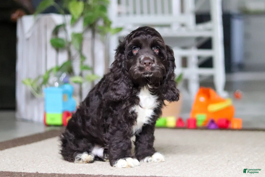 Cocker Spaniel dogs for sale: Oscar - Ad 1