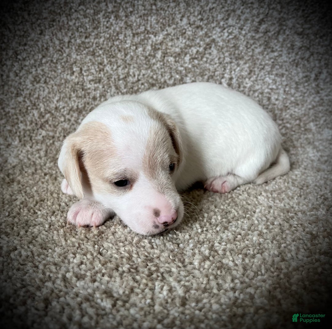 Miniature Dachshund dogs for sale: White Chocolate  - Ad 2