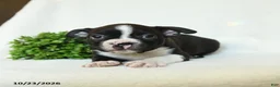 Boston Terrier dogs for sale: Gus - Ad 4