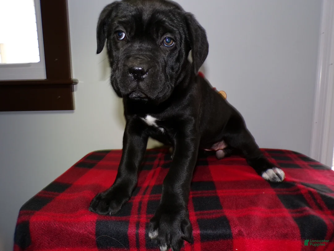 Cane Corso dogs for sale: Cane Corso Puppy 1 Stormy - Ad 2