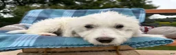 Mixed Breed dogs for sale: Diamond Princess (Girl) - Ad 4