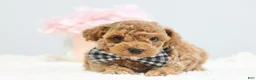 Toy Poodle dogs for sale: Clay - Ad 2