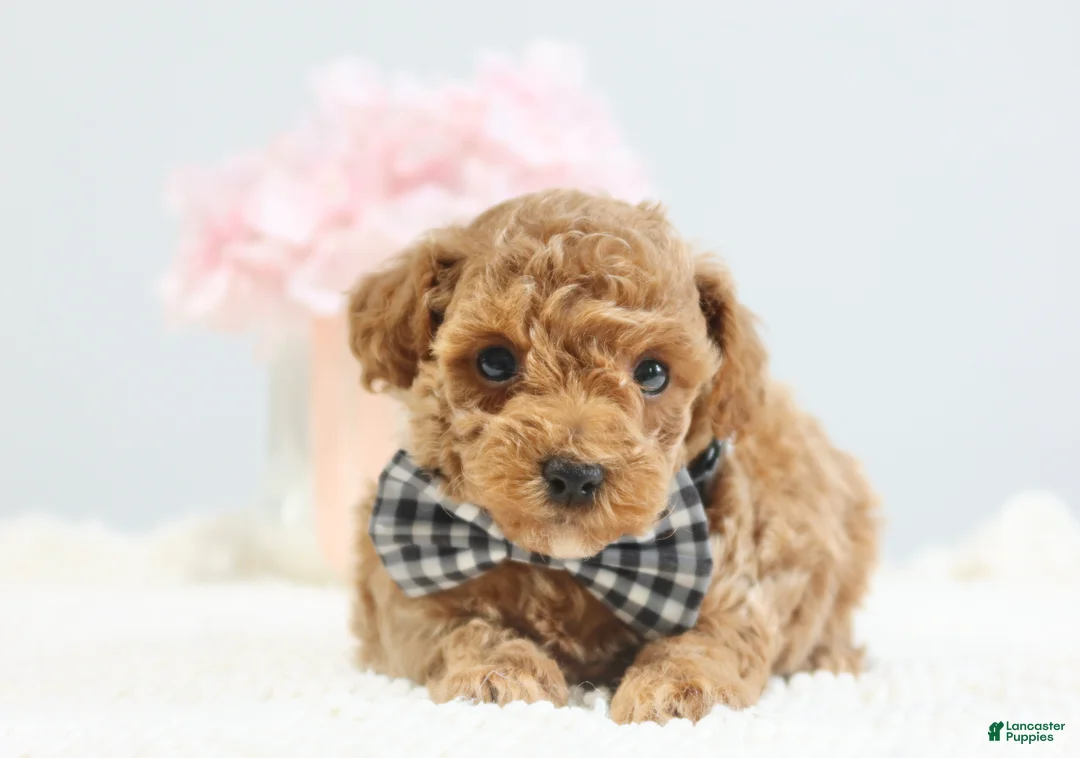 Toy Poodle dogs for sale: Clay - Ad 2
