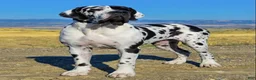 Great Dane dogs for sale: Phantom's The Franchise "Tyrese Maxey" - Ad 6