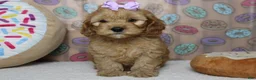 Cockapoo dogs for sale: Katie - Ad 6