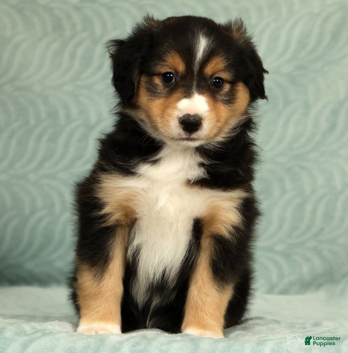 Australian Shepherd dogs for sale: Lady - Ad 6