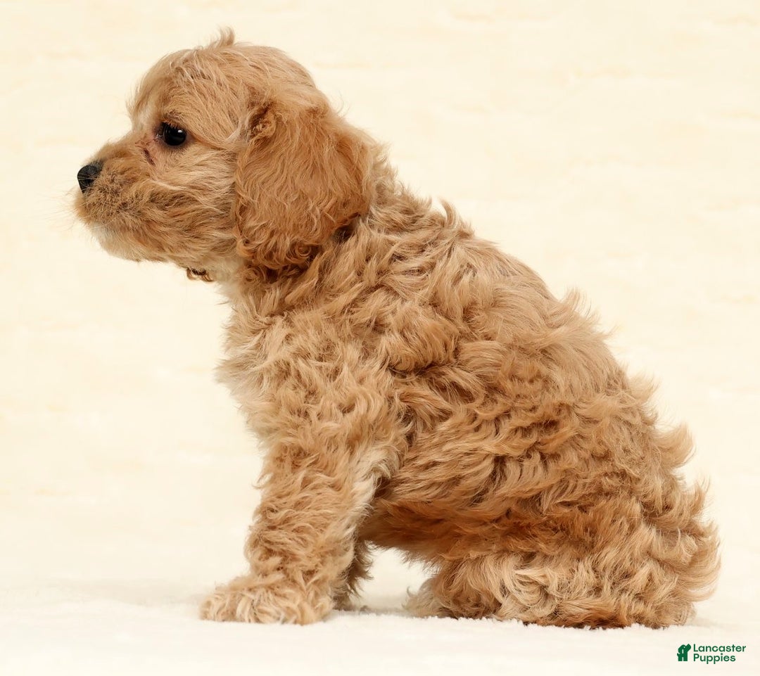 Cockapoo dogs for sale: Bonnie - Ad 9