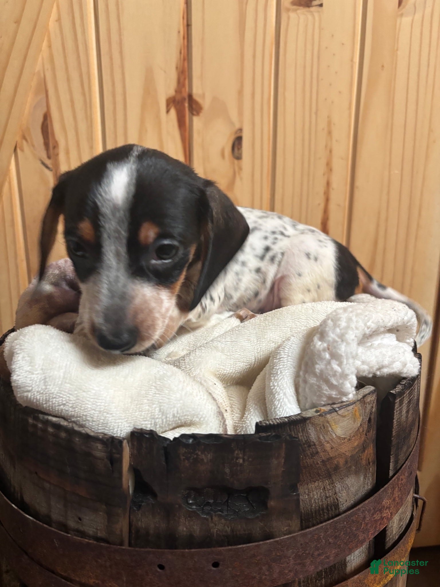 Miniature Dachshund dogs Miniature Dachshund 4 - Ad 2