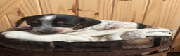 Miniature Dachshund dogs for sale: Miniature Dachshund 4 - Ad 1