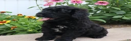 Mini Goldendoodle dogs for sale: Fabion - Ad 4