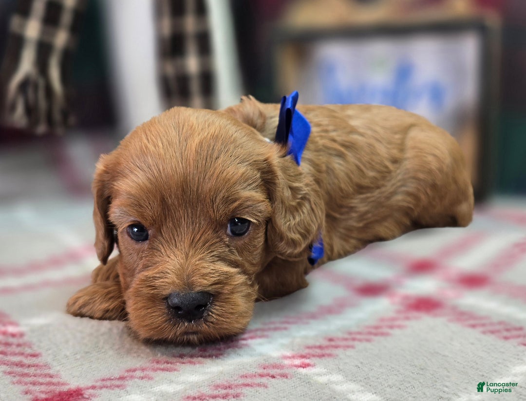 Cockapoo dogs for sale: Captain Dan - Ad 4