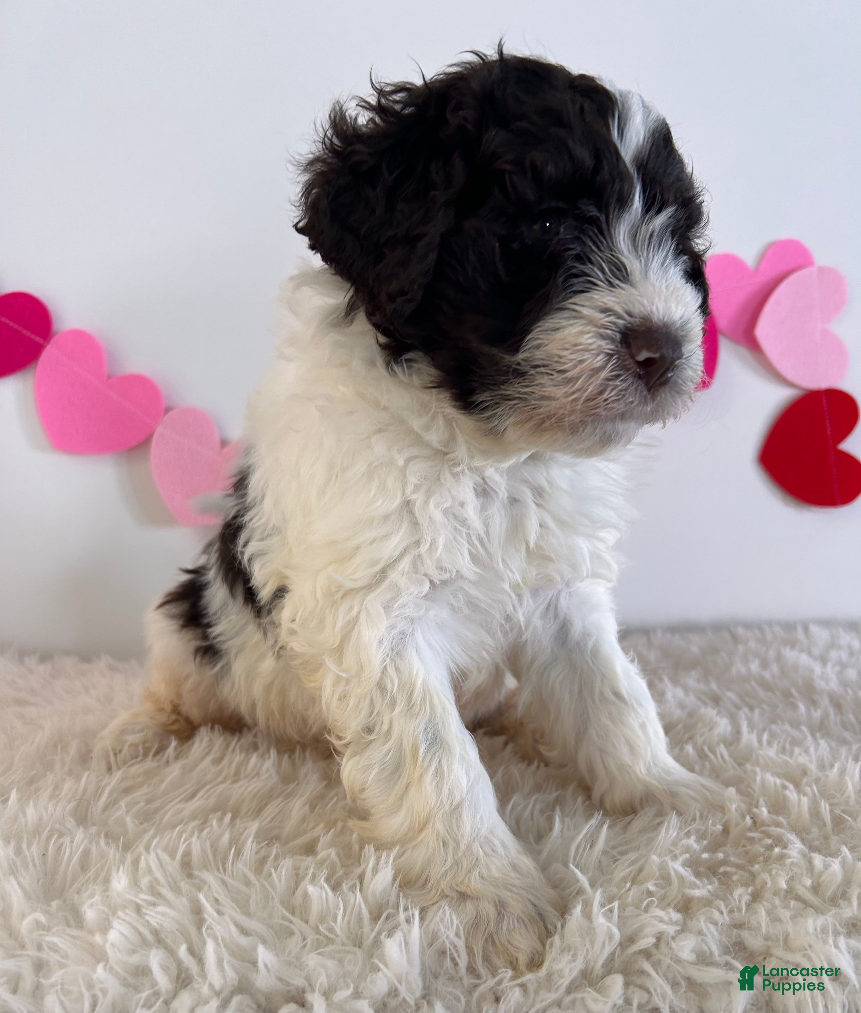 Portuguese Water Dog dogs Blaze - Ad 26