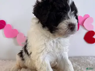 Portuguese Water Dog dogs Blaze - Ad 26