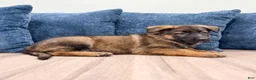 German Shepherd dogs for sale: Mike - Ad 3